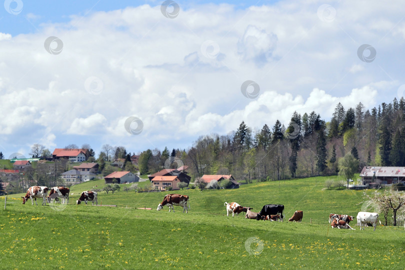 Скачать Вид на сельскую местность с фермерскими домами и коровами, пасущимися на зеленых лугах фотосток Ozero