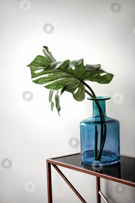 Скачать Зеленые листья растения Монстера стоят на столе в большой синей стеклянной бутылке на фоне белой стены фотосток Ozero