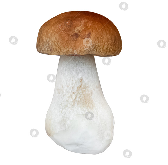 Скачать Гриб Boletus edulis, выделенный на белом фоне фотосток Ozero