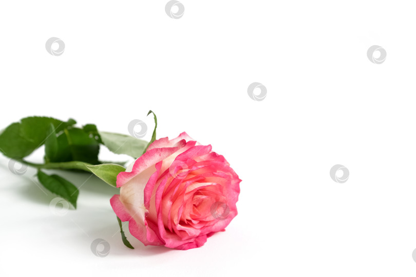 Скачать Одинокая розовая цветущая роза на белом фоне. фотосток Ozero