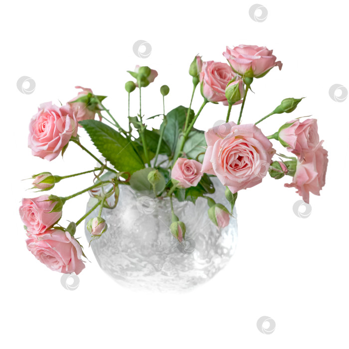 Скачать Букет розовых роз в стеклянной вазе, выделенный на белом фоне фотосток Ozero