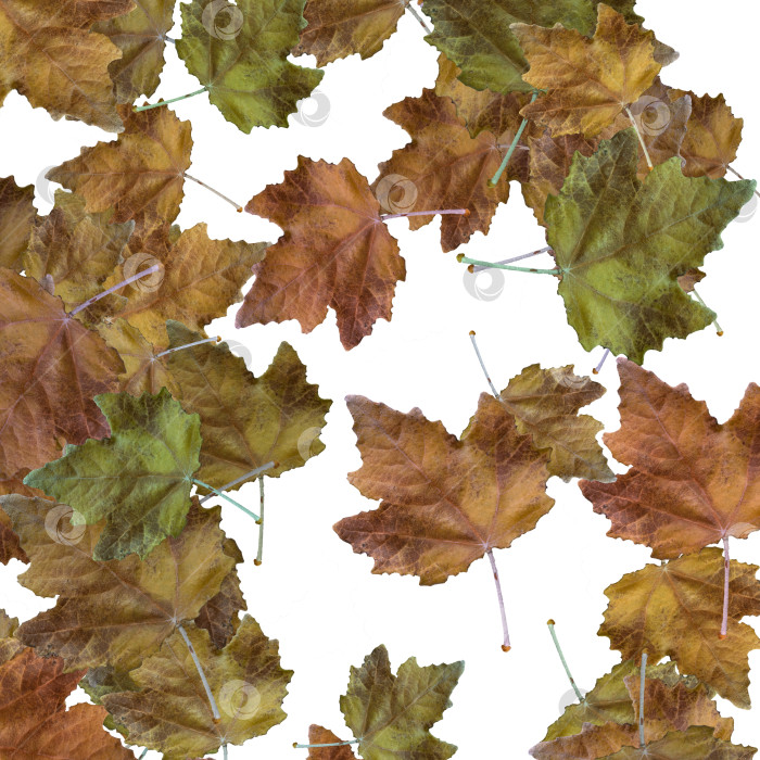 Скачать Осенние цветные сухие листья с естественным рисунком на белом фоне фотосток Ozero