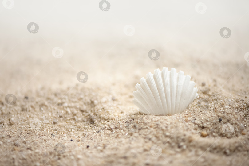 Скачать Белая морская раковина на летнем морском фоне песчаного пляжа фотосток Ozero