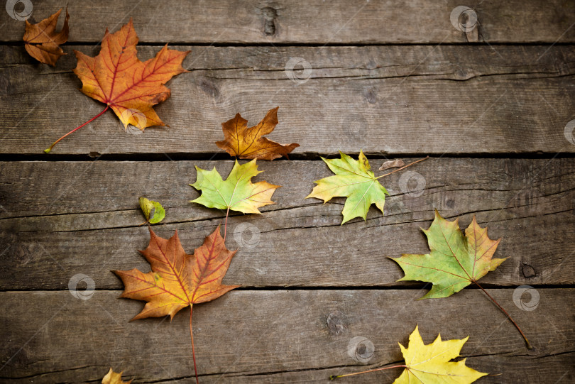 Скачать Разноцветные опавшие кленовые листья на осеннем фоне деревянных досок фотосток Ozero