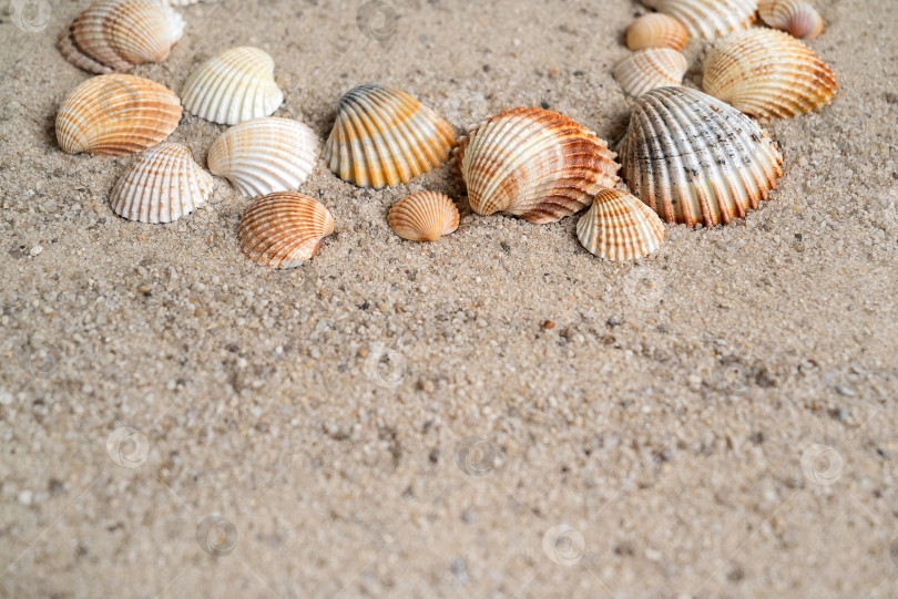 Скачать Ребристые морские раковины на песчаном морском фоне с пространством для копирования фотосток Ozero