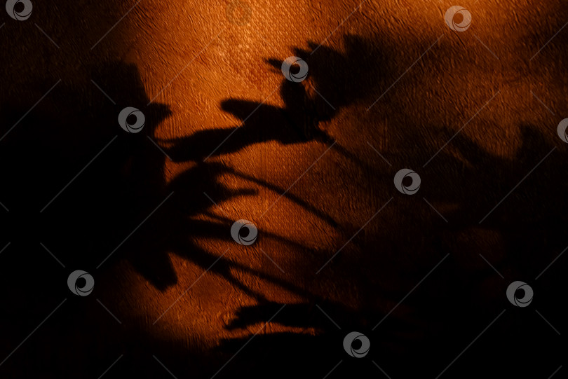 Скачать Цветочные тени на стене в оранжевом свете заката фотосток Ozero