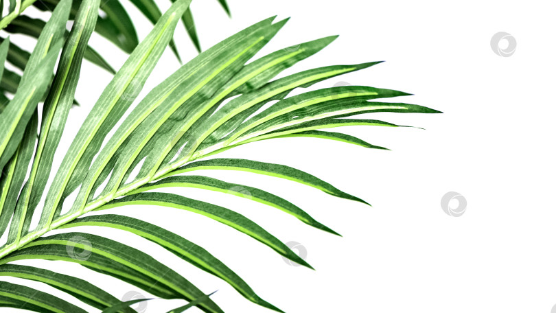 Скачать зеленые листья тропической пальмы на белом фоне фотосток Ozero