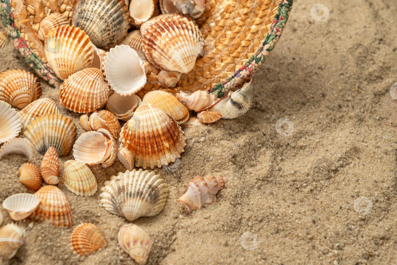 Скачать Ракушки разлетаются из соломенной шляпы, брошенной на песчаном пляже, летний фон фотосток Ozero