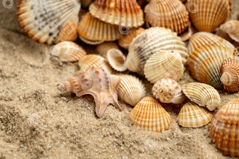 Скачать Разнообразие ракушек на летнем фоне песка фотосток Ozero