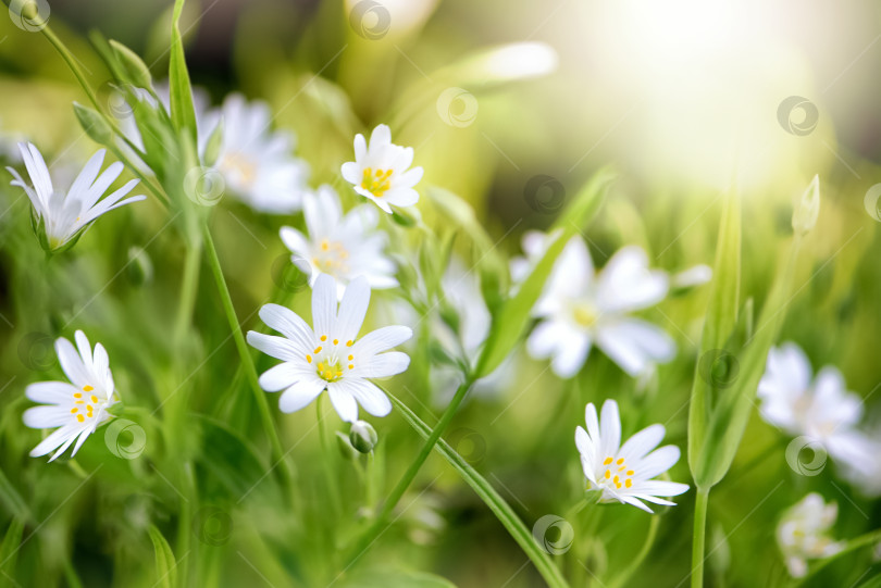 Скачать Белые полевые цветы стелларии в весеннем лесу фотосток Ozero