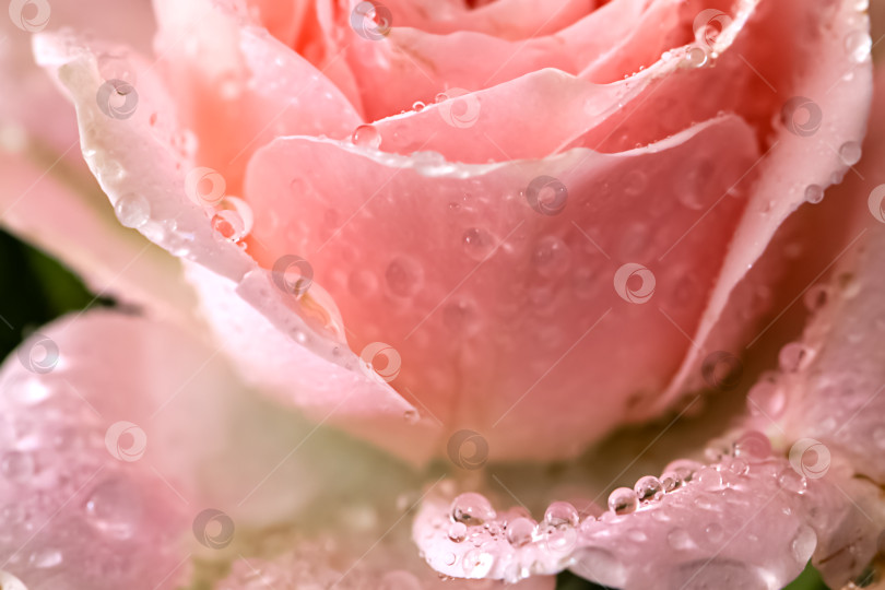 Скачать Крупный план капель росы на свежих лепестках розовой розы фотосток Ozero