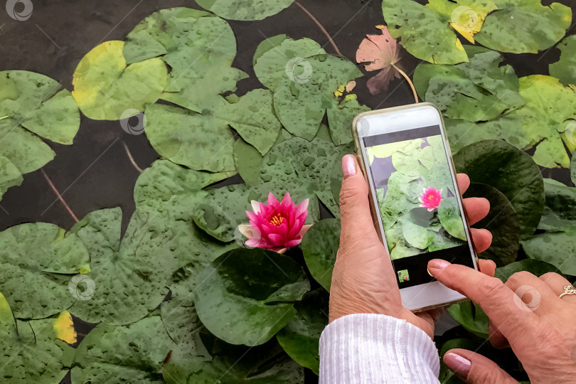 Скачать Человек фотографирует водяную лилию на мобильный телефон, крупным планом сняты руки фотосток Ozero