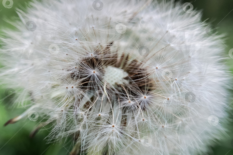Скачать Крупный план белого цветка одуванчика с пушистыми семенами фотосток Ozero