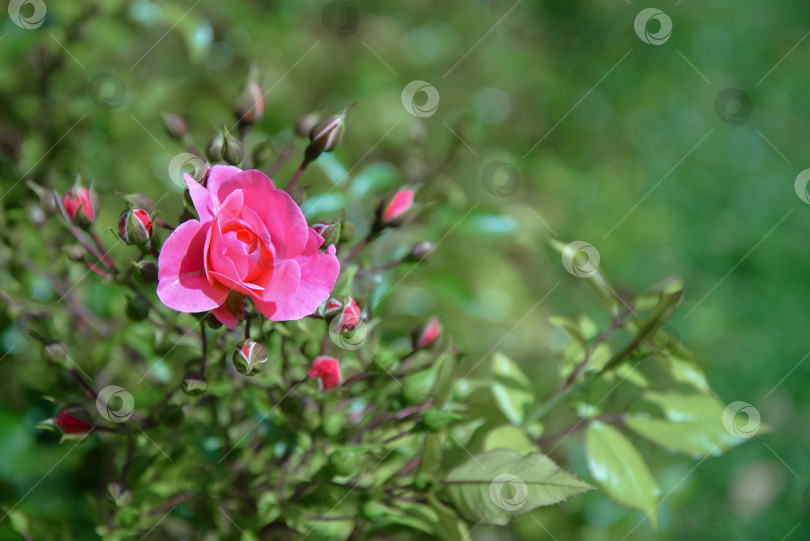 Скачать цветущая розовая роза на размытом зеленом естественном фоне фотосток Ozero