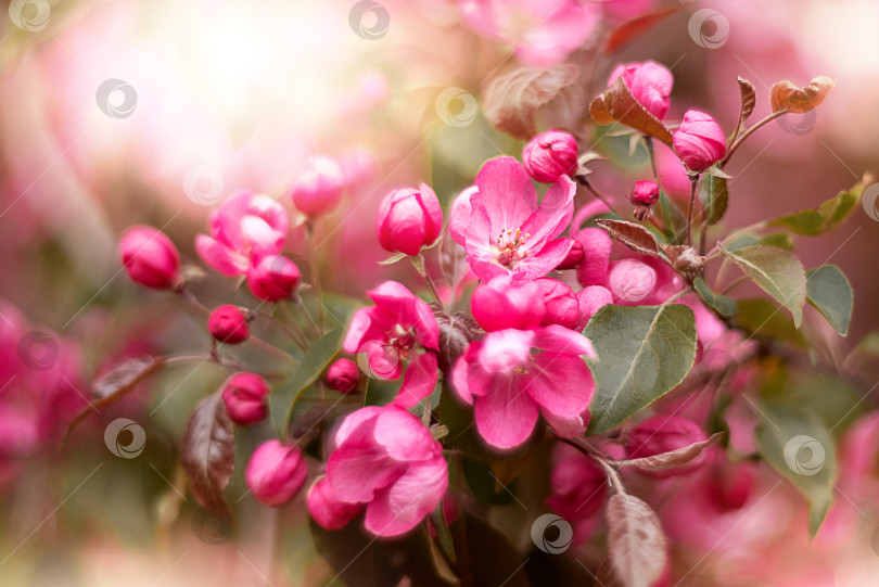 Скачать Яблоня цветет розовыми цветами в весеннем саду крупным планом фотосток Ozero