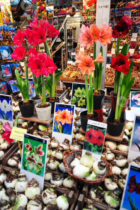 Скачать ассортимент цветочных луковиц на уличном цветочном рынке фотосток Ozero