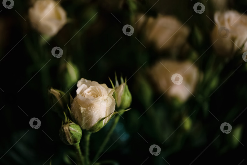 Скачать Свежая бледно-белая роза на размытом темном цветочном фоне фотосток Ozero
