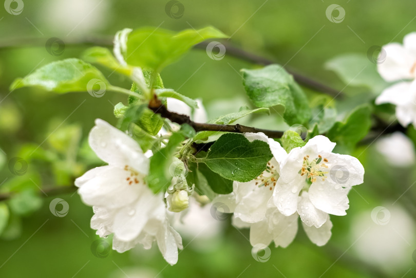 Скачать Ветка яблони в цвету с белыми цветами в весеннем саду, крупным планом фотосток Ozero