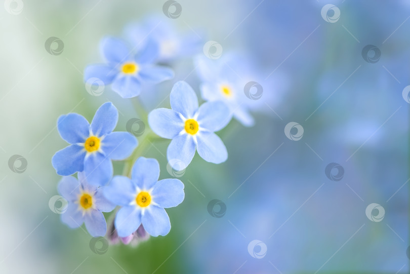 Скачать Крупным планом красивые маленькие голубые цветы незабудки фотосток Ozero