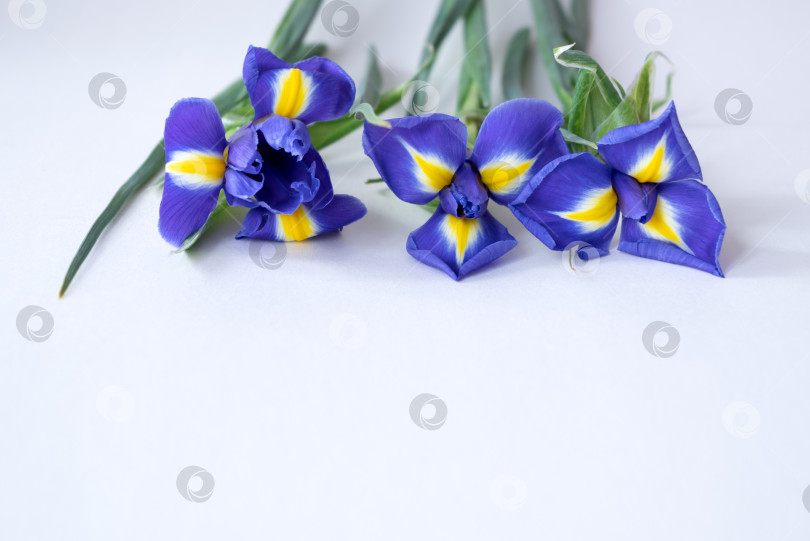 Скачать Распускающиеся голубые цветы ириса на белом фоне. Весенние цветы фотосток Ozero