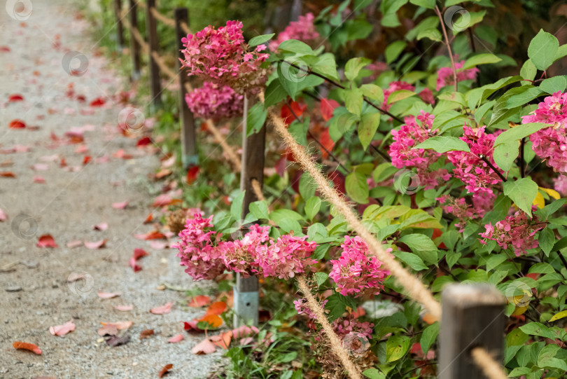 Скачать Ряд розовых цветущих цветов гортензии в саду фотосток Ozero