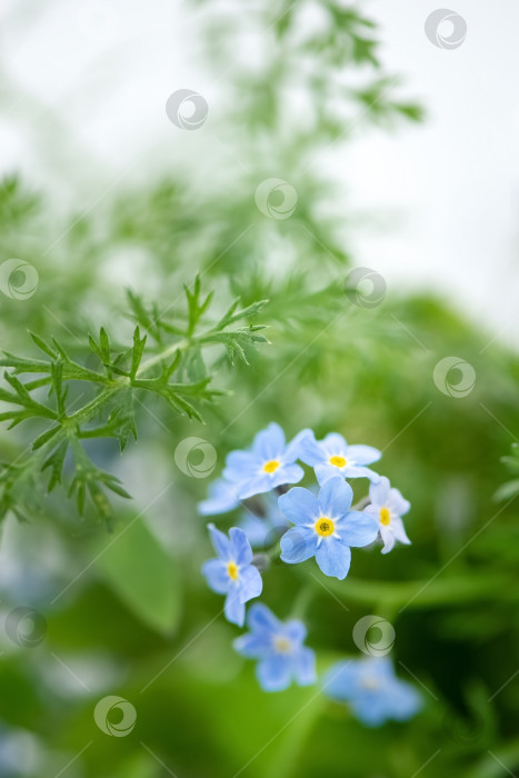 Скачать крошечные голубые цветы незабудки (Myosotis sylvatica) на размытом фоне фотосток Ozero