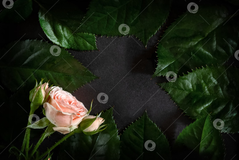 Скачать Вид сверху на розовые листья и розовый цветок, расположенные плоско на темном фоне с копией в середине фотосток Ozero