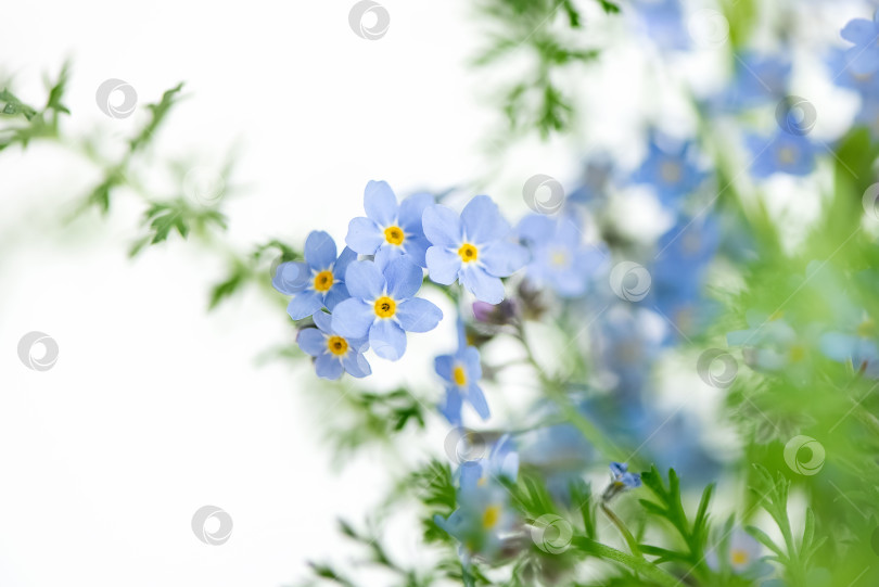 Скачать Крупный план крошечных голубых цветков незабудки (Myosotis sylvatica) на размытом фоне. фотосток Ozero