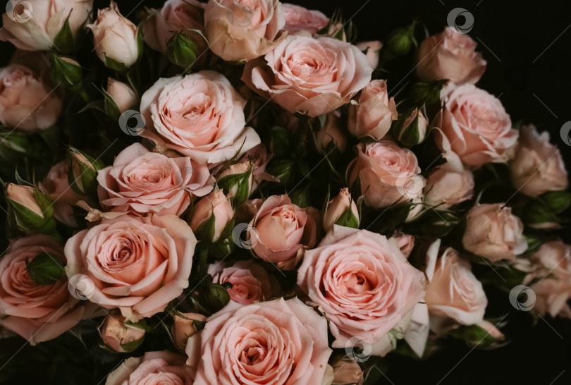 Скачать Букет из свежих цветущих розовых роз на темном фоне фотосток Ozero