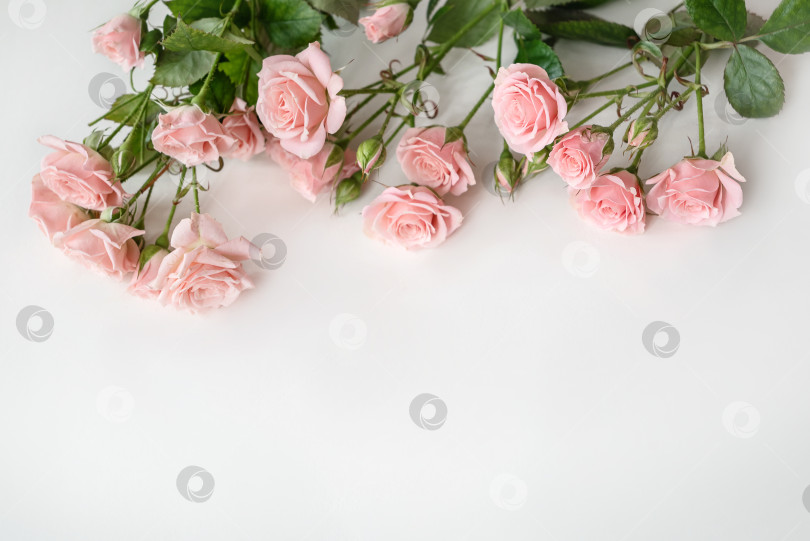 Скачать Цветочная кайма с бледно-розовыми розами на светлом фоне фотосток Ozero