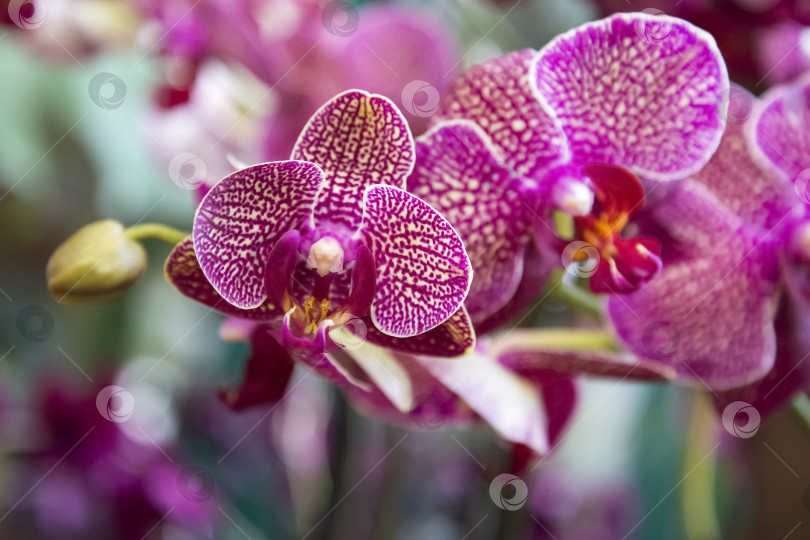 Скачать Орхидея фаленопсис цветет в тропическом саду фотосток Ozero