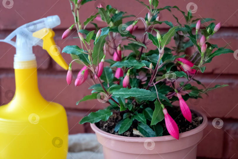 Скачать Комнатное растение в горшке с розовыми бутонами и опрыскивателем. Домашнее озеленение, цветы в домашних условиях фотосток Ozero