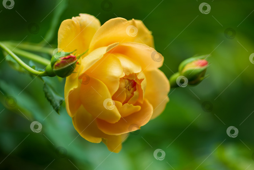 Скачать Крупный план Желтой Розы, Цветущей в Осеннем Саду фотосток Ozero