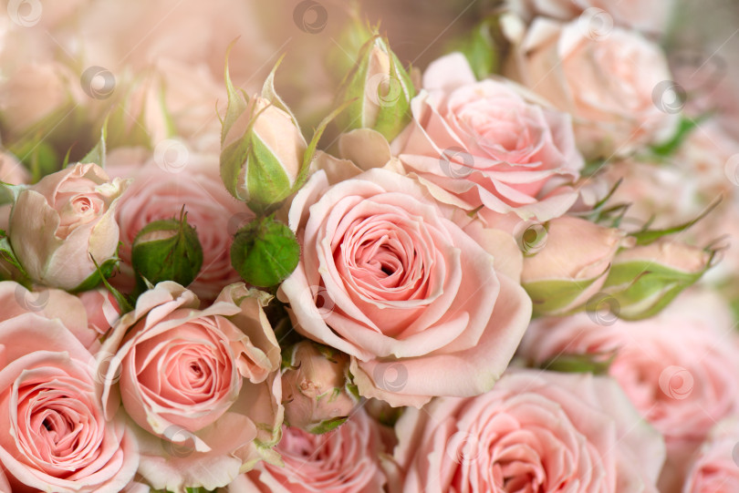 Скачать Букет свежих розовых роз на цветочном фоне фотосток Ozero
