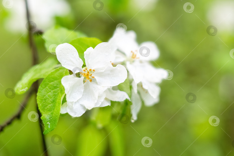 Скачать Крупным планом белые цветы на цветущей ветке яблони в весеннем саду фотосток Ozero