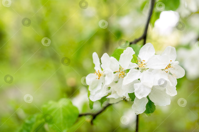 Скачать Цветущая ветка яблони с белыми цветами в весеннем саду крупным планом фотосток Ozero
