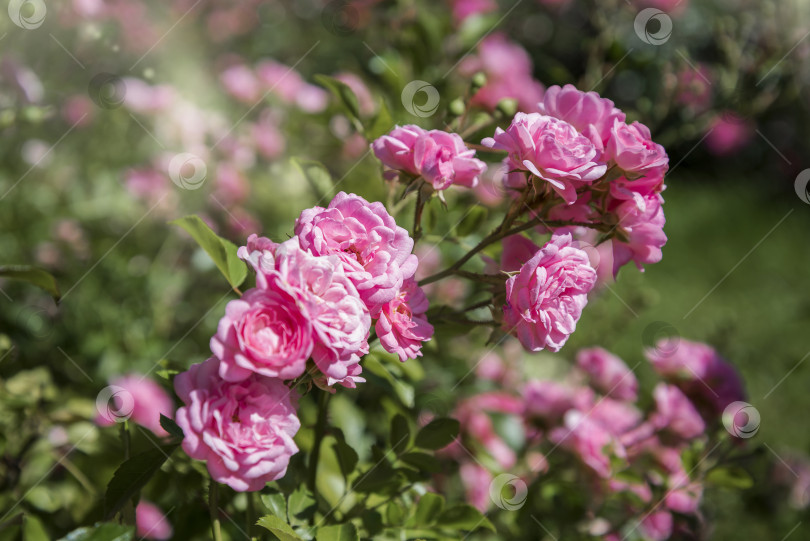 Скачать Букет розовых цветущих роз в саду фотосток Ozero