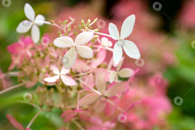 Скачать Цветы гортензии с четырьмя лепестками на размытом фоне крупным планом фотосток Ozero