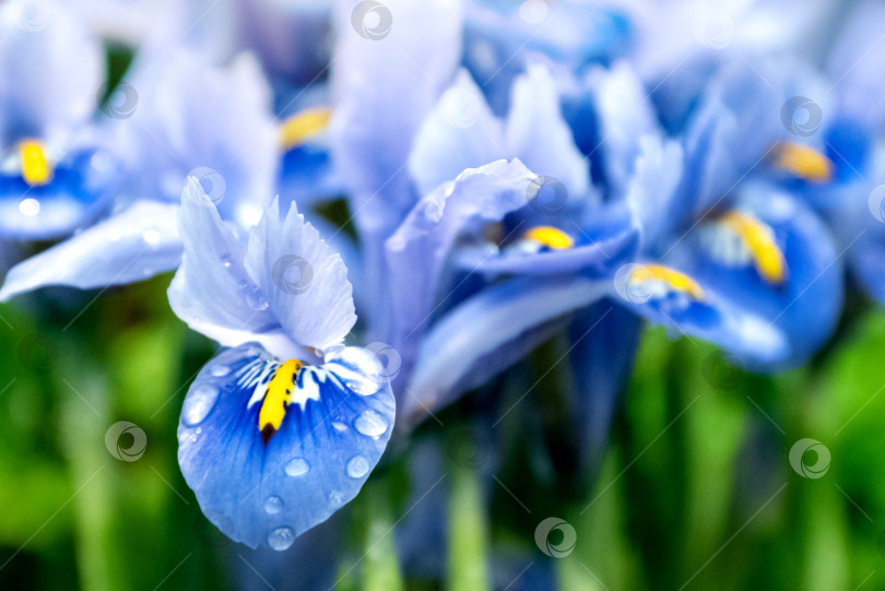 Скачать Голубые лепестки ириса с каплями росы на цветочном фоне фотосток Ozero