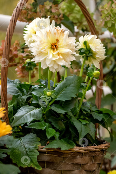 Скачать цветущий цветок георгина в декоративной плетеной корзине среди зеленых растений в саду фотосток Ozero