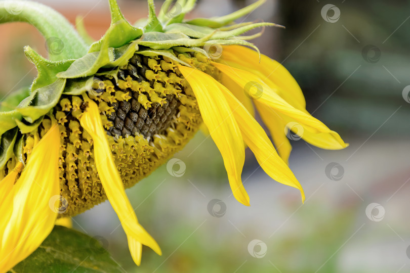 Скачать Крупный план соцветия подсолнуха со спелыми черными семенами фотосток Ozero