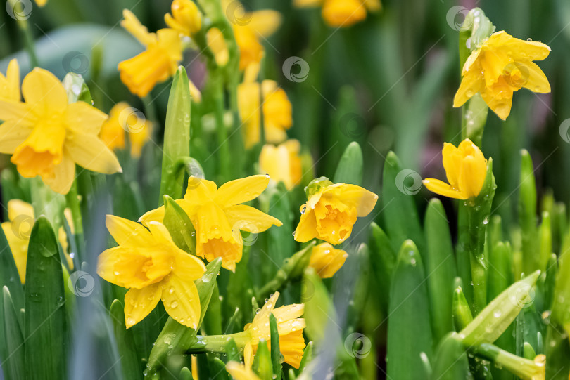 Скачать Желтые нарциссы распускаются на цветочном фоне весеннего сада фотосток Ozero