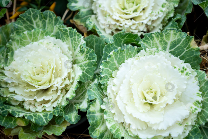 Скачать Вид сверху на соцветия зеленой brassica oleracea на цветочном фоне фотосток Ozero