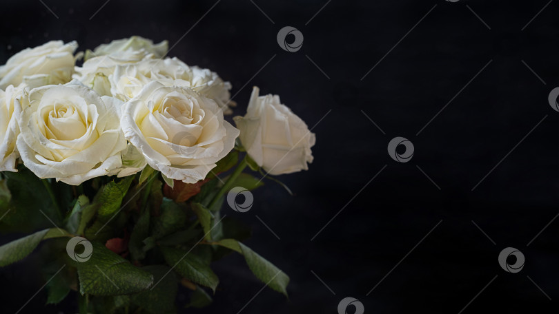 Скачать Букет белых роз на темном фоне фотосток Ozero