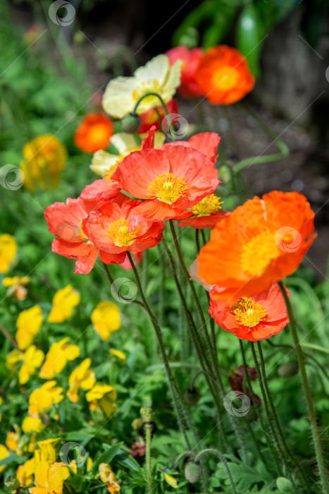 Скачать Красные маки цветут в летнем саду фотосток Ozero