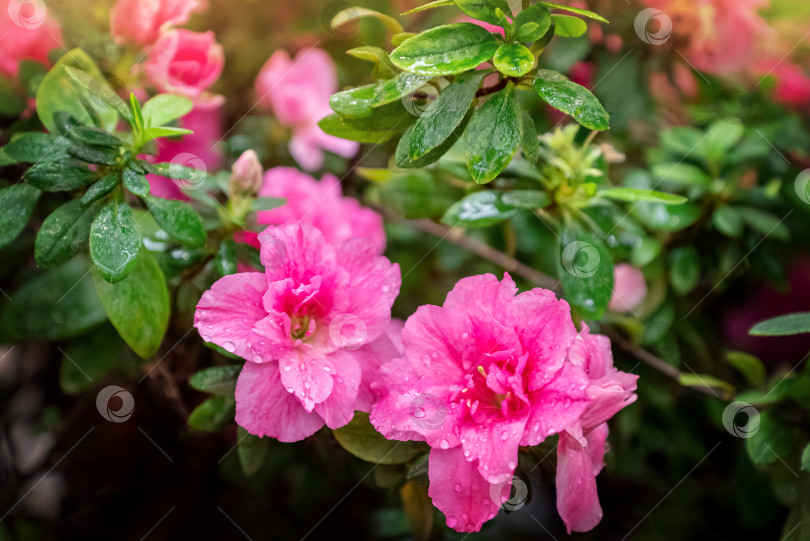 Скачать Растение азалия с розовыми цветами распускается в саду фотосток Ozero