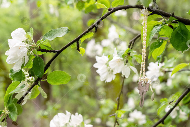 Скачать Потерянный ключ, висящий на ветке цветущей яблони с белыми цветами в весеннем саду фотосток Ozero