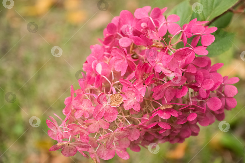 Скачать Гортензия метельчатая с розовыми цветами в саду крупным планом фотосток Ozero