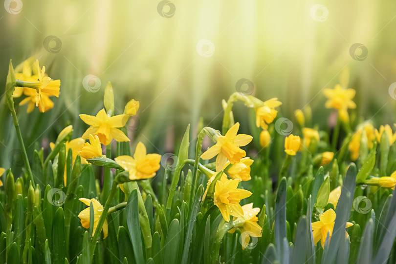 Скачать Желтый цветок нарцисса, освещенный солнечным светом в весеннем саду. Пасха, весенний фон фотосток Ozero