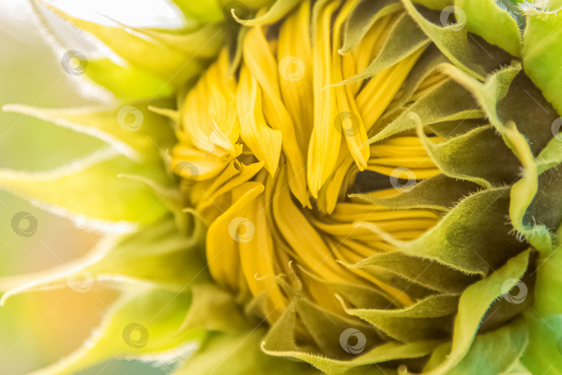 Скачать Желтые лепестки нераскрывшегося соцветия подсолнечника крупным планом фотосток Ozero
